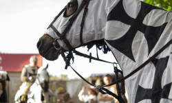 Chevaliers Teutoniques