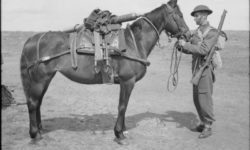 Les animaux à la guerre